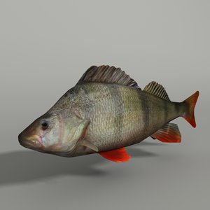 max perch modeled