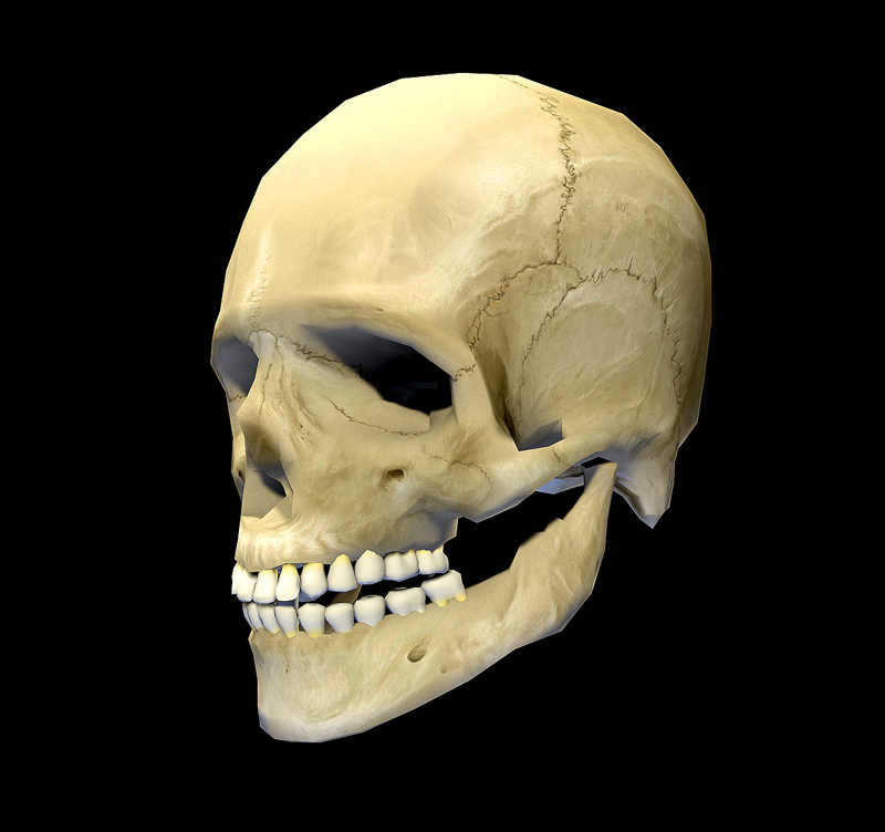 人类头骨纹理低多边形3d模型