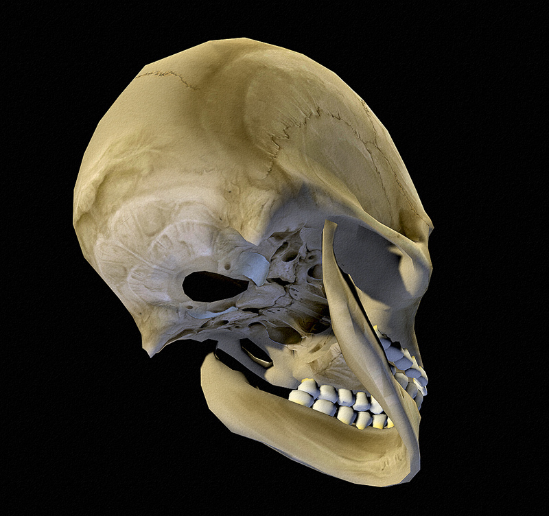 人类头骨纹理低多边形3d模型