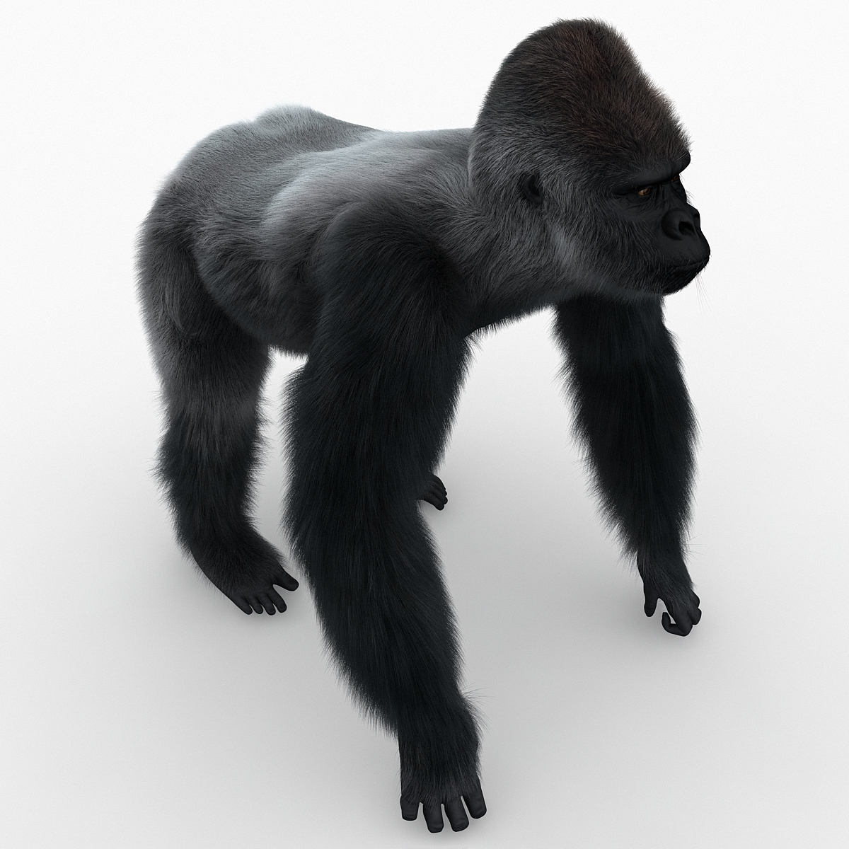 gorilla pose 2 fur 3d model