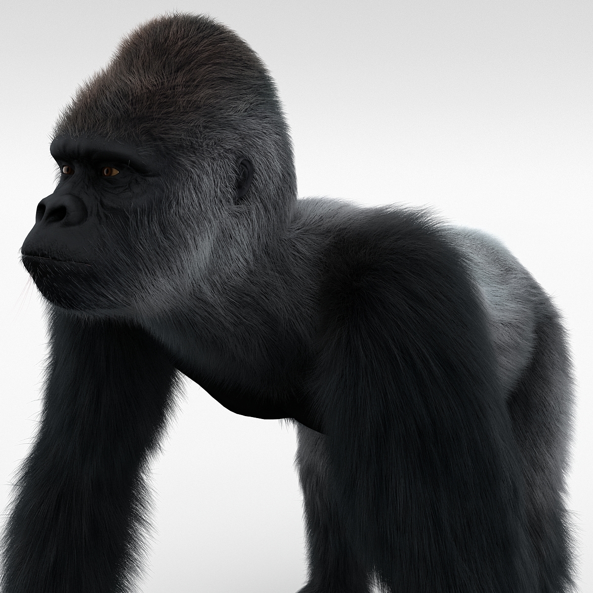 gorilla pose 2 fur 3d model