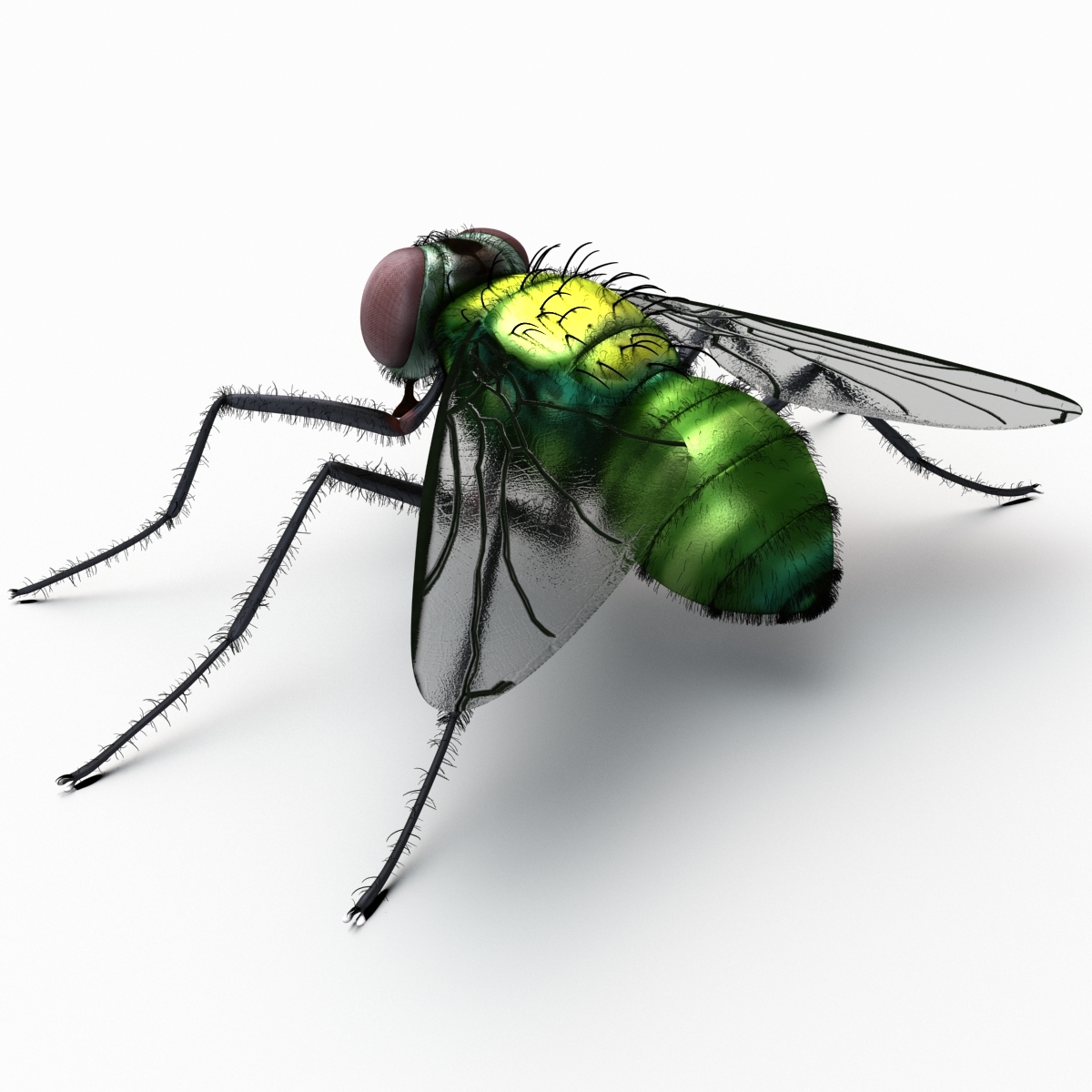 3d house fly fur model