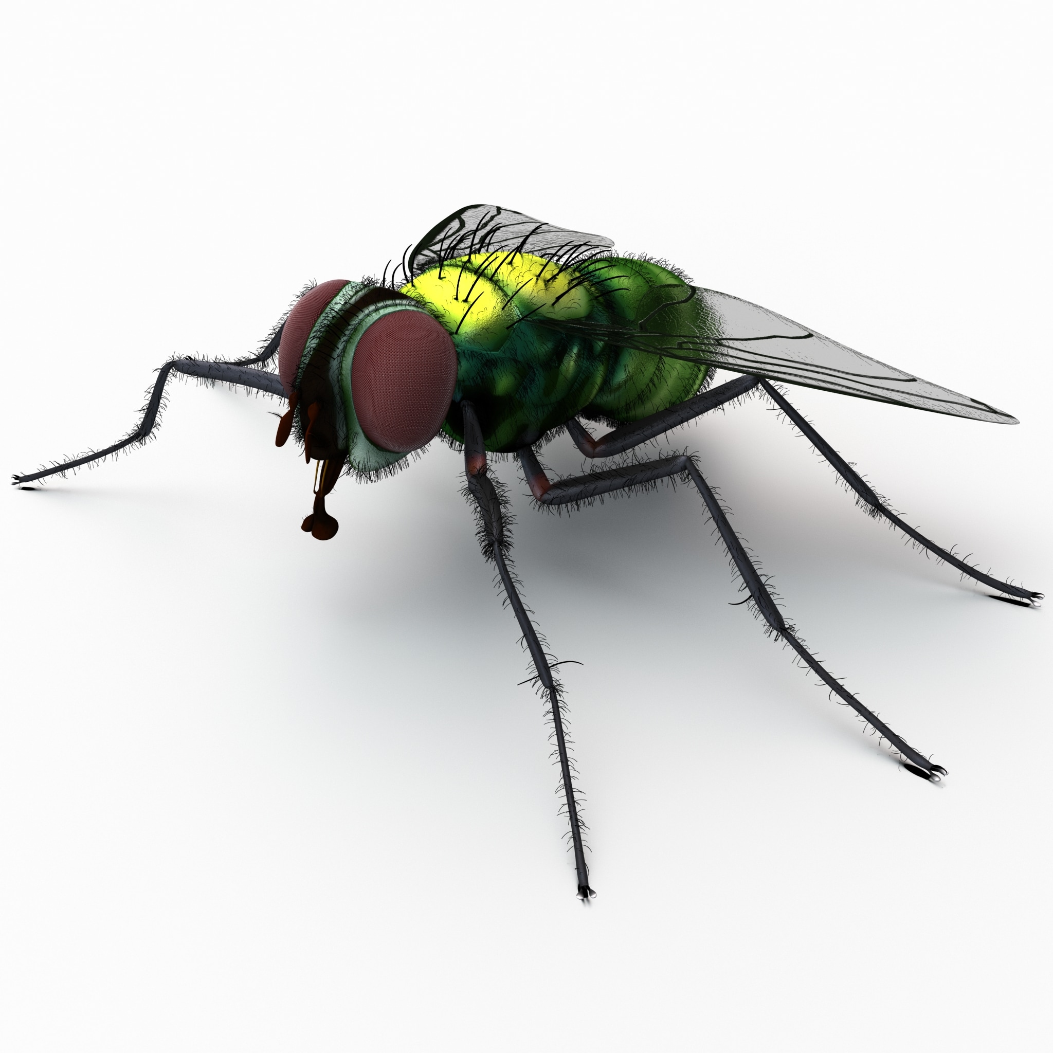 House fly model House fly model