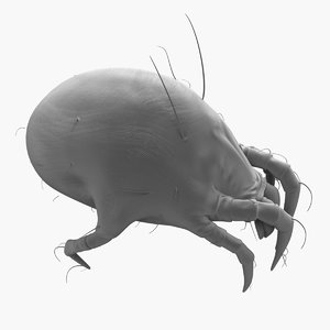 max house dust mite