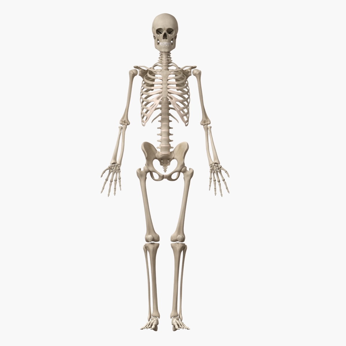 human skeleton 3d model