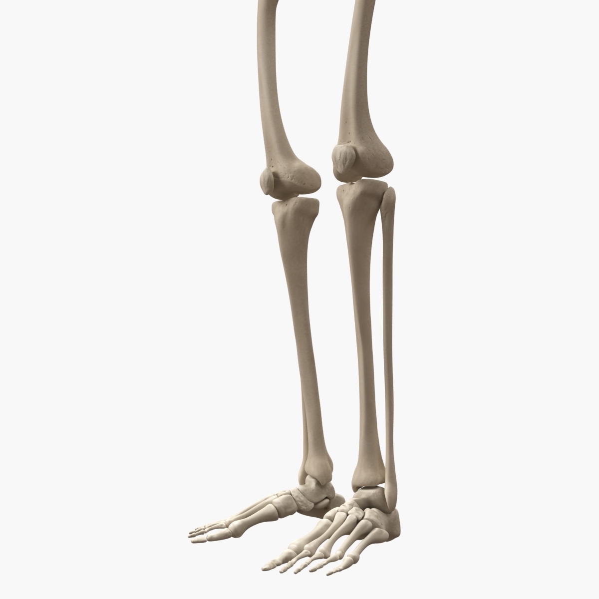 human skeleton 3d model