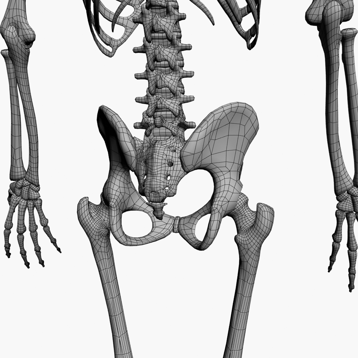 Human Skeleton 3d Model