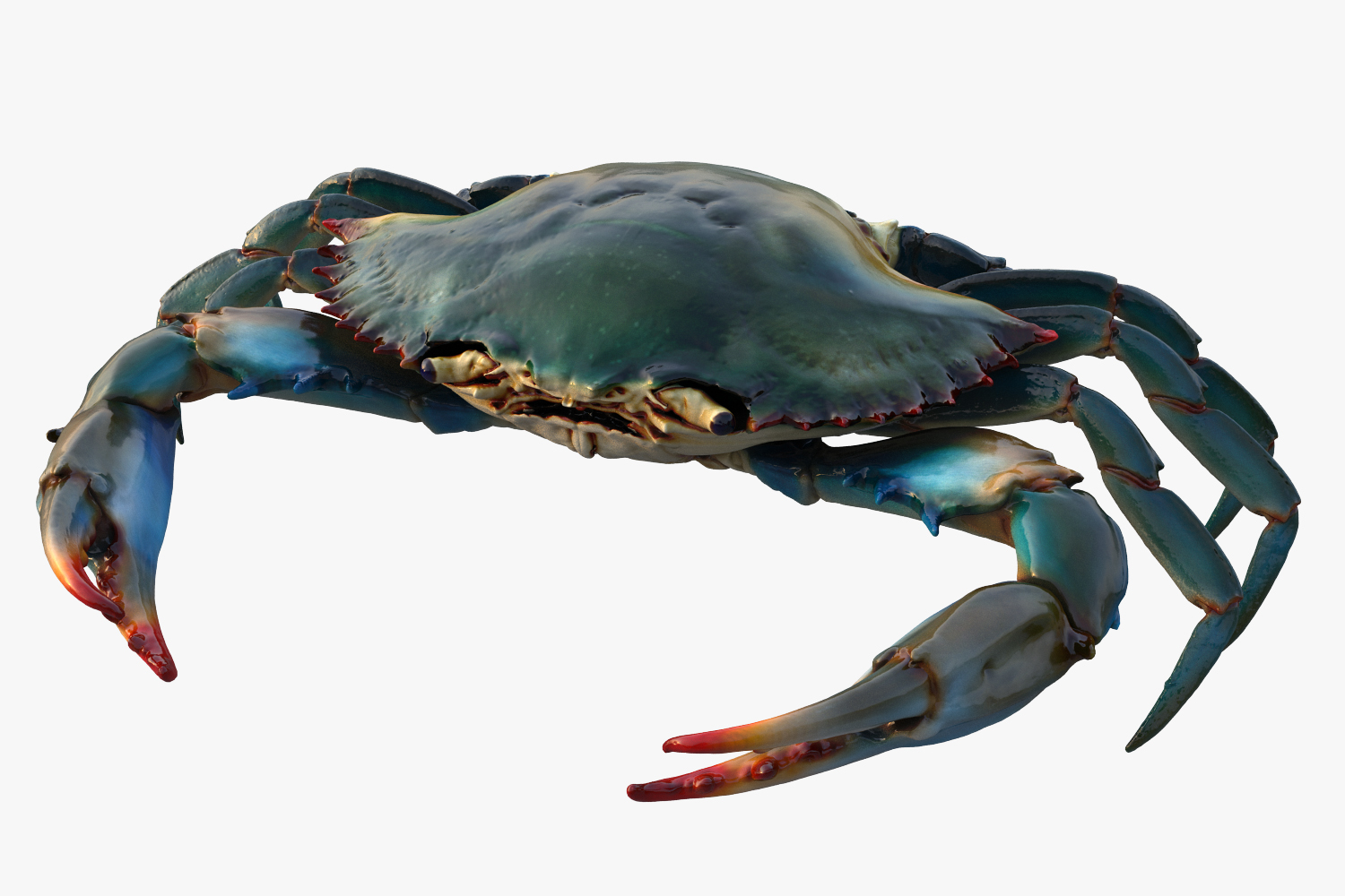 blue crab 3d model