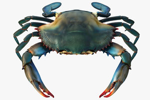 blue crab 3d model