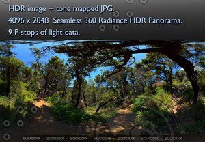PATH THROUGH OAK FOREST - 1 360 HDR PANORAMA #478