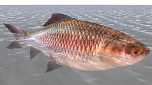 labeo fish 3d model