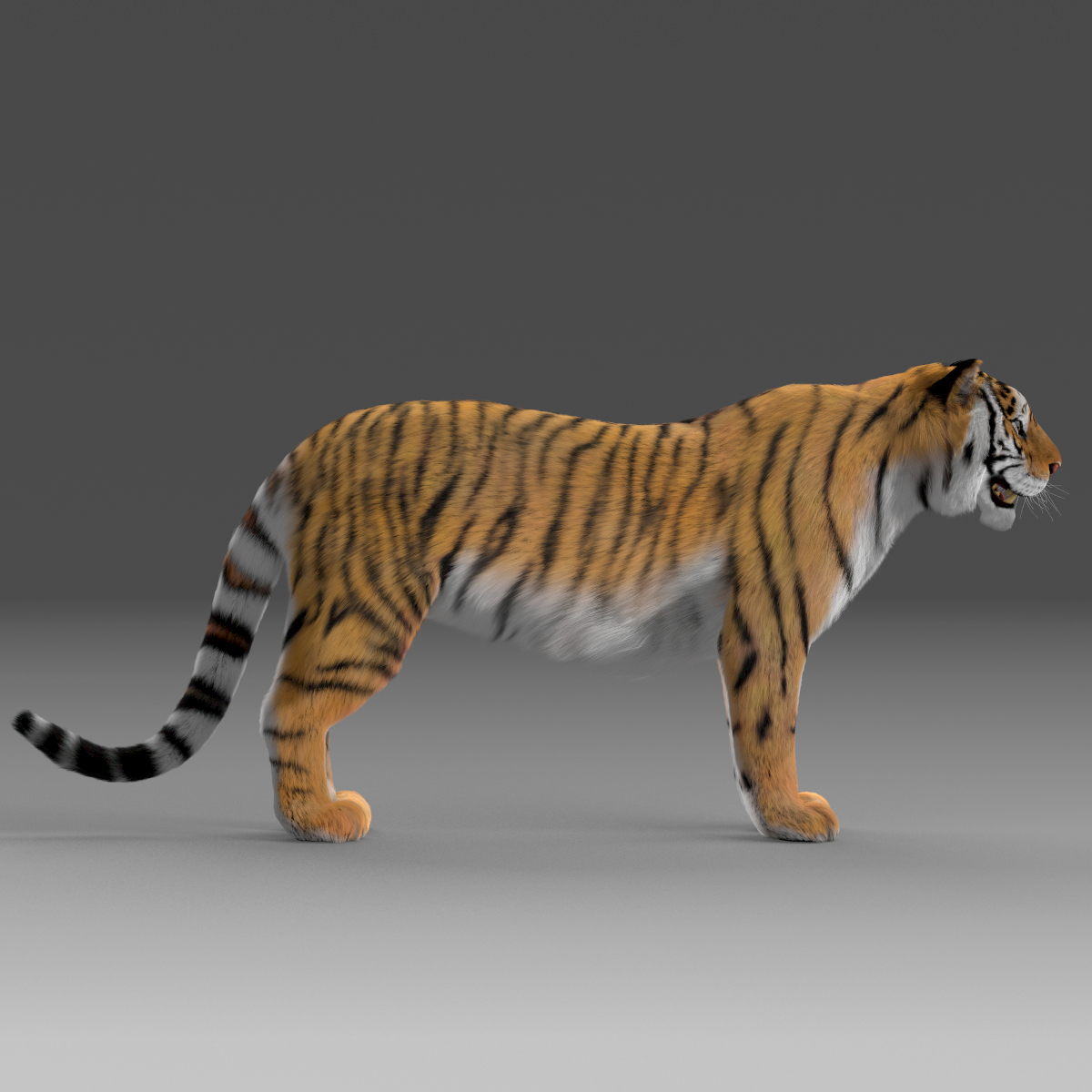 老虎(毛皮)3d模型
