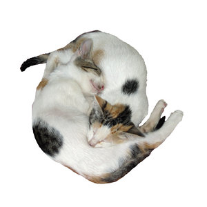 cats
