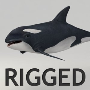 3d rigged orca model