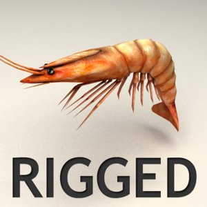 rigged shrimp max