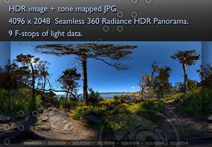 PATH THROUGH PINE FOREST LOS LOBOS CALIFORNIA  360 HDR PANORAMA #482