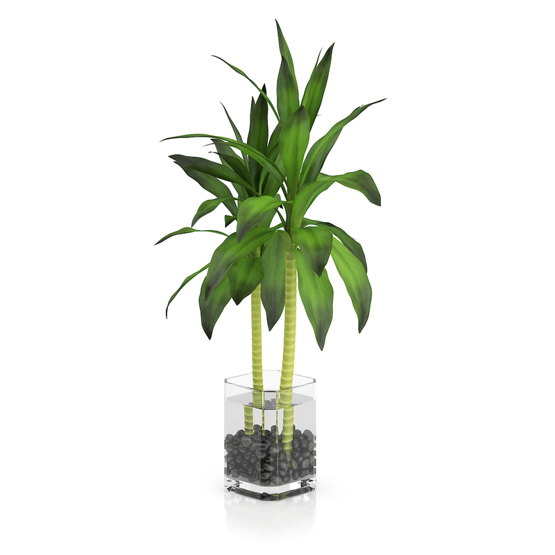 3d model volume 50 plants https://static.turbosquid.com/Preview/2014/08/02__06_48_13/vol50_c4d_800.jpg66668afe-1496-4ca7-9013-b657b0d662ebOriginal.jpg