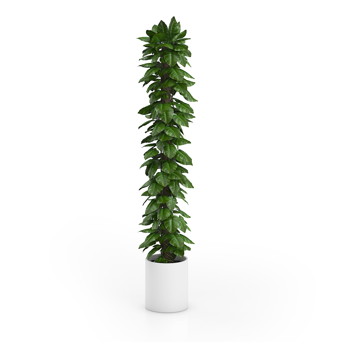 3d model volume 50 plants https://static.turbosquid.com/Preview/2014/08/02__06_48_13/vol50_c4d_800.jpg66668afe-1496-4ca7-9013-b657b0d662ebOriginal.jpg