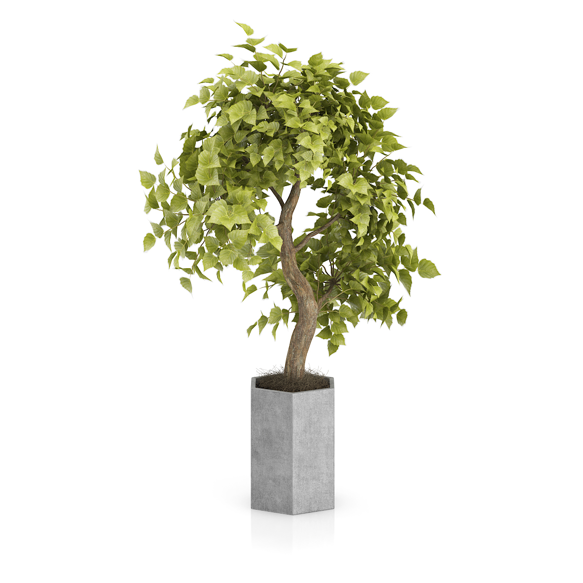 3d model volume 50 plants https://static.turbosquid.com/Preview/2014/08/02__06_48_13/vol50_c4d_800.jpg66668afe-1496-4ca7-9013-b657b0d662ebOriginal.jpg