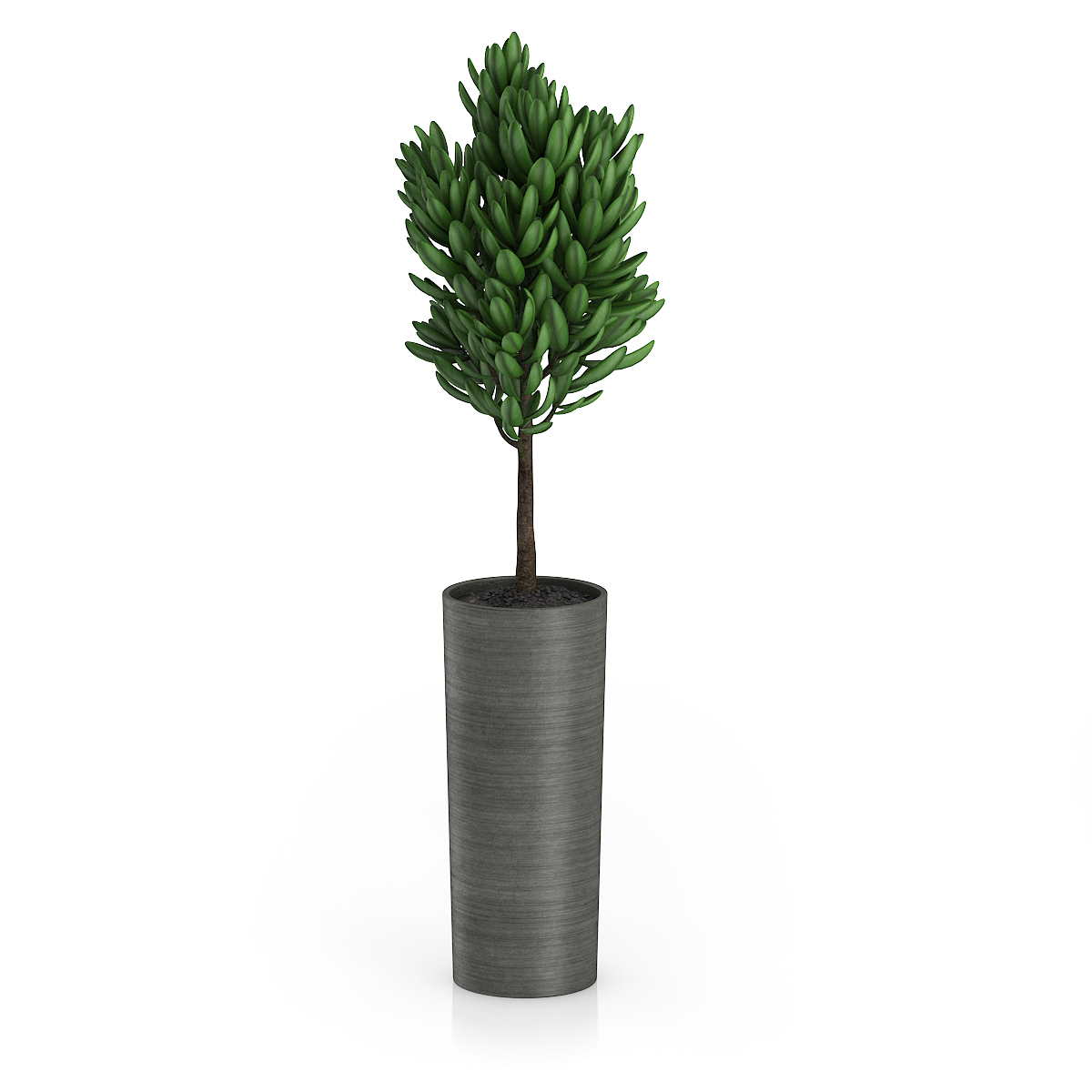 3d model volume 50 plants https://static.turbosquid.com/Preview/2014/08/02__06_48_13/vol50_c4d_800.jpg66668afe-1496-4ca7-9013-b657b0d662ebOriginal.jpg