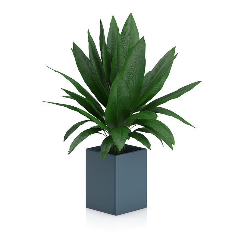 3d model volume 50 plants https://static.turbosquid.com/Preview/2014/08/02__06_48_13/vol50_c4d_800.jpg66668afe-1496-4ca7-9013-b657b0d662ebOriginal.jpg