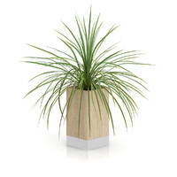 Small Plant in Wooden Pot