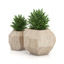 max plants wooden pots