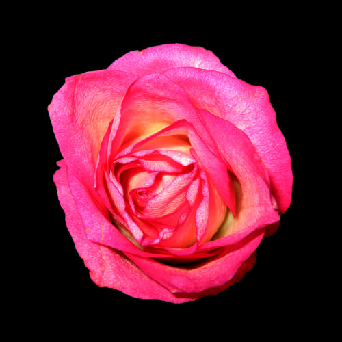 Texture JPEG flower rose blossom