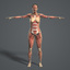 rigged complete female anatomy 3d model