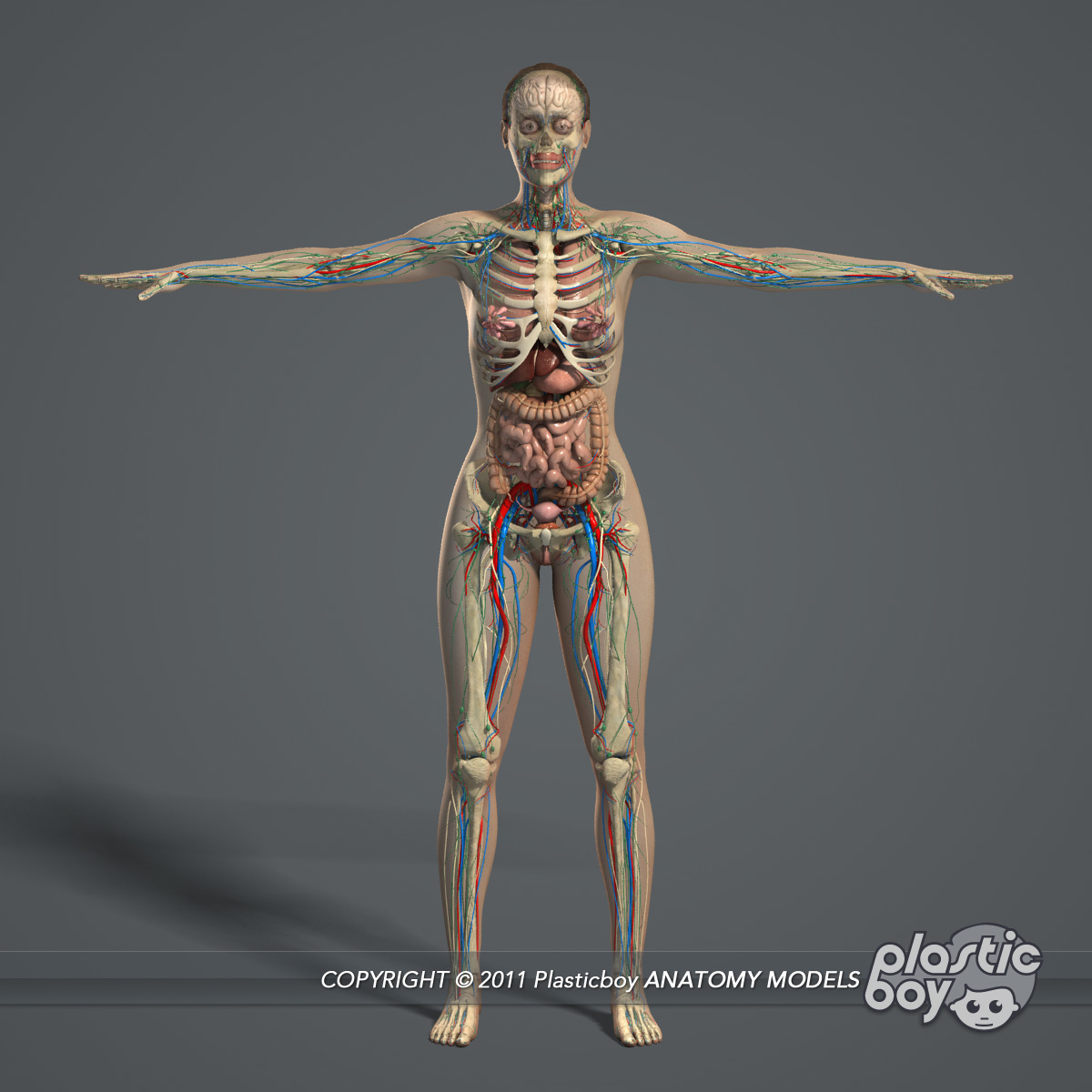 rigged complete female anatomy 3d model