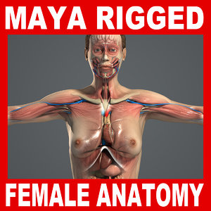 rigged complete female anatomy 3d model
