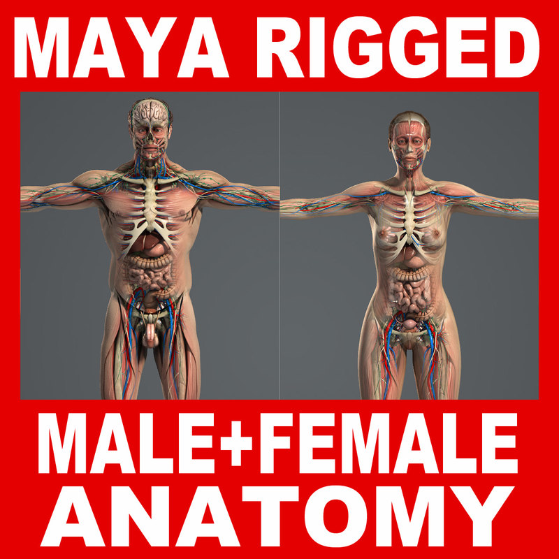 Visible body 3d human anatomy