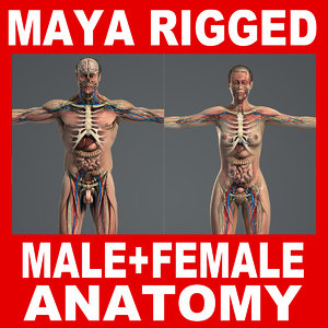 rigged complete male female 3d 3ds