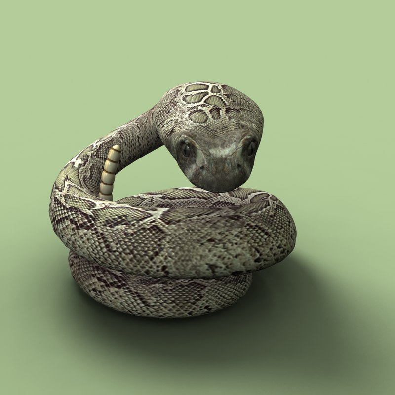 3d western diamondback rattlesnake rigged model