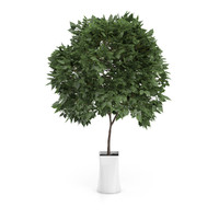 Small Tree in White Pot