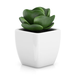 small plant white pot