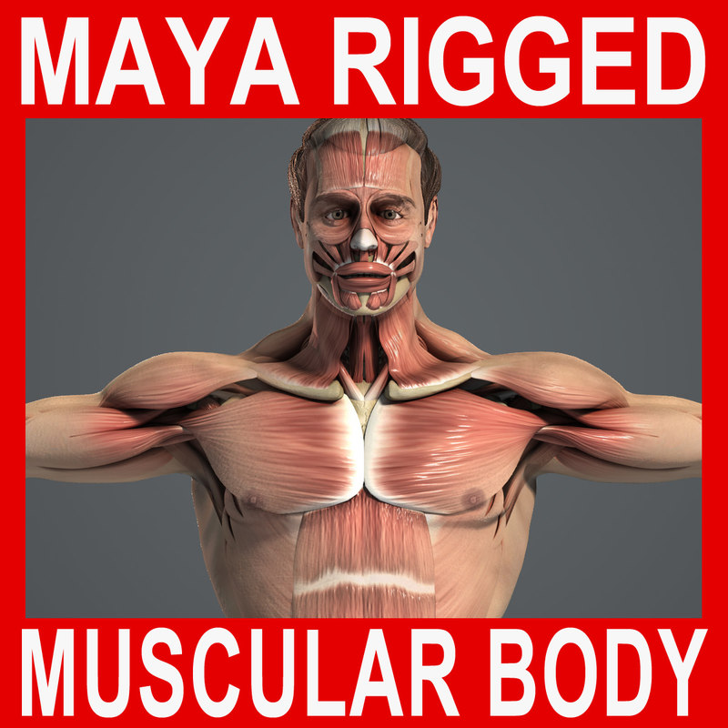 3d model rigged male body muscular