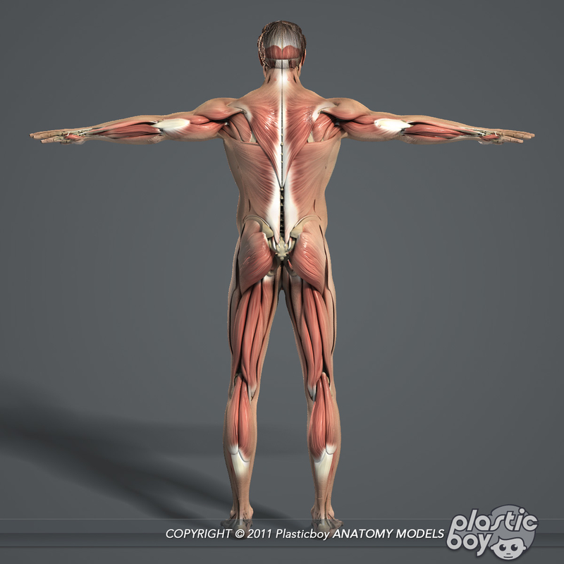 3d model rigged male body muscular