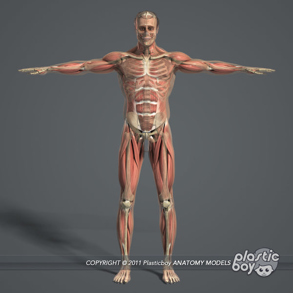 3d model rigged male body muscular