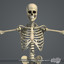 3d model rigged male body muscular