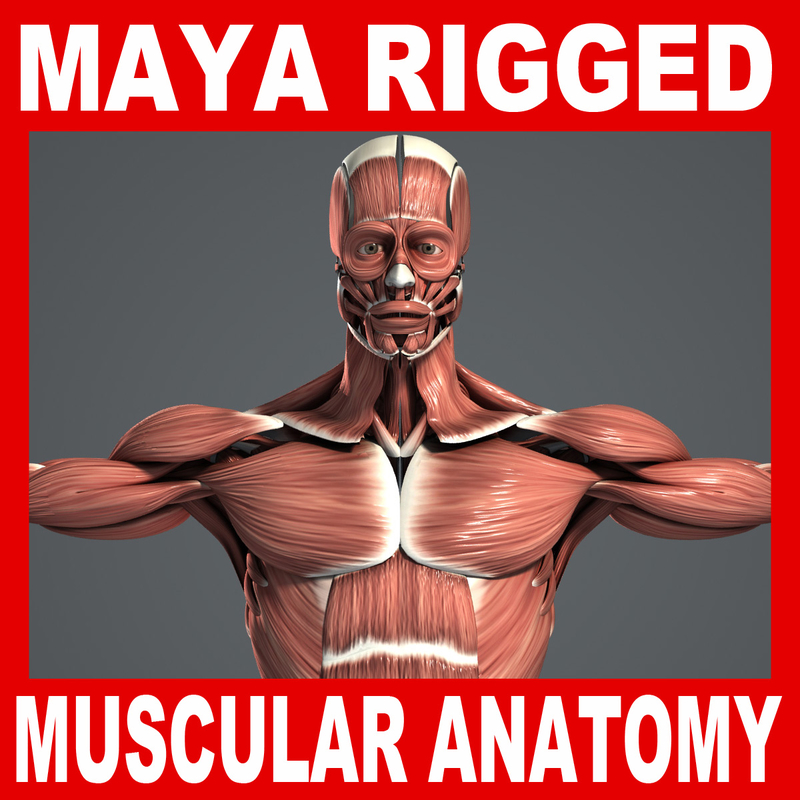 maya rigged male muscular anatomy