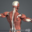 maya rigged male muscular anatomy