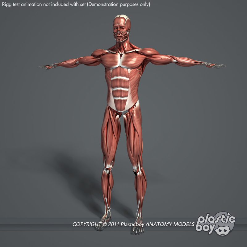 maya rigged male muscular anatomy