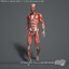 maya rigged male muscular anatomy