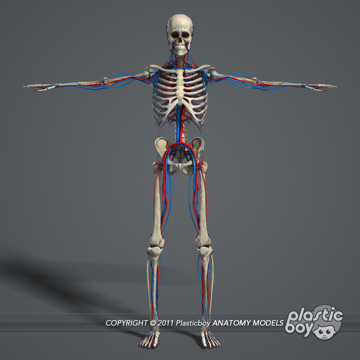 3d Rigged Circulatory Skeletal Systems