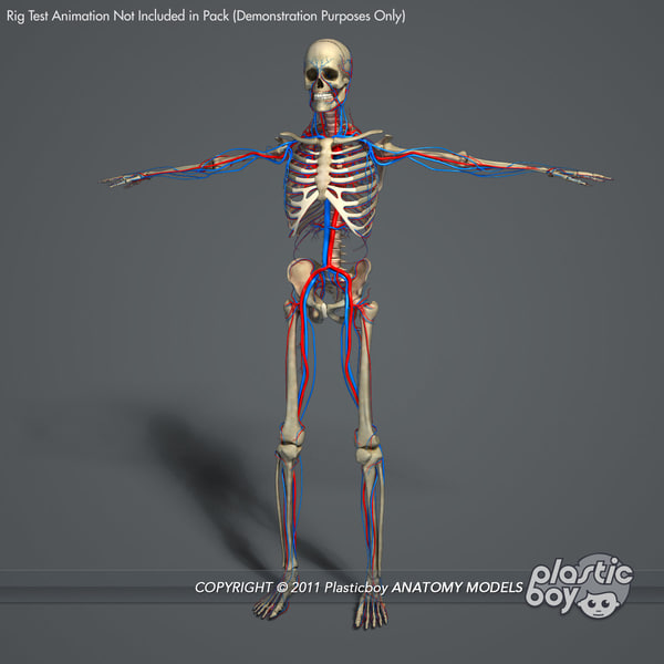 3d rigged circulatory skeletal systems