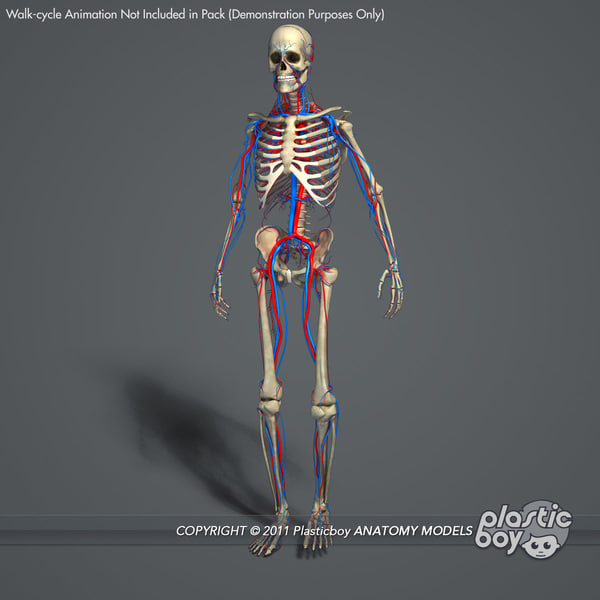 3d rigged circulatory skeletal systems