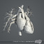 3d rigged circulatory skeletal systems