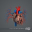 3d rigged circulatory skeletal systems
