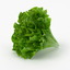 realistic lettuce real vegetables 3d model